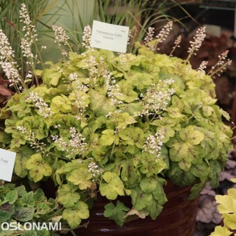 Heucherella ‘Yellowstone Falls’ (fot. A. Cecot)