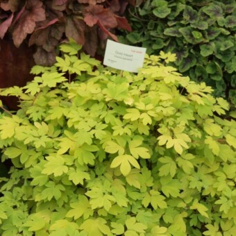 Dicentra spectabilis ‘Gold Heart’ (fot. A. Cecot)