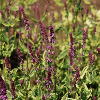 Salvia nemorosa ‘Colour Field’ (fot. Vitroflora)