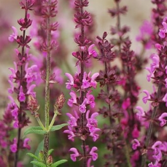 Salvia nemorosa ‘Pink Field’ (fot. Vitroflora)