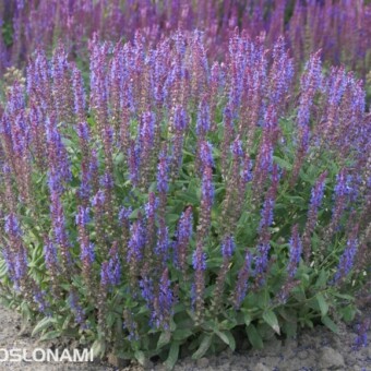 Salvia nemorosa ‘Blue Field’ (fot. Vitroflora)