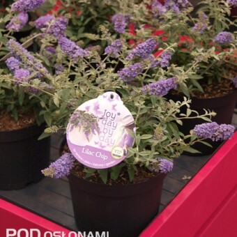 Buddleja sp. 'Lilac Chip' - najlepsza nowa odmiana Plantarium 2011 (fot. A. Cecot)