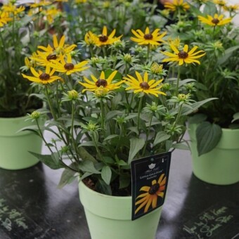 Rudbeckia fulgida ‘Little Gold Star’, hodowli f. Jelitto – jedna z najwyżej ocenionych nowych odmian (srebrny medal), fot. A. Cecot