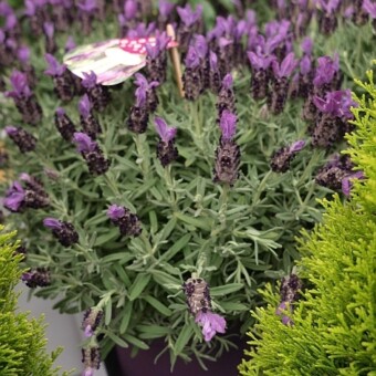 Lavandula stoechas ‘Giant Summer’ BUTTERFLY GARDEN (srebrny medal), fot. A. Cecot