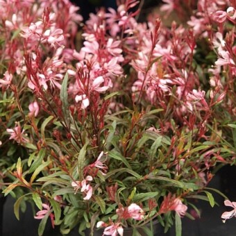 Gaura lindheimeri GAUDI ROSE z firmy Florensis (brązowy medal), fot. A. Cecot