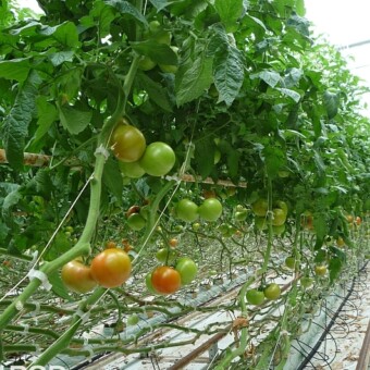 Kanavaro F1, fot. 1-4,6,8,10 A. Maziarz