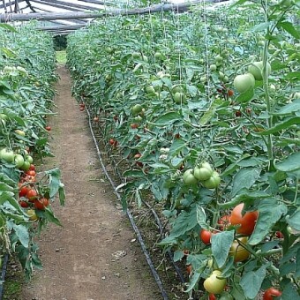 Samokończąca odmiana Minaret F1