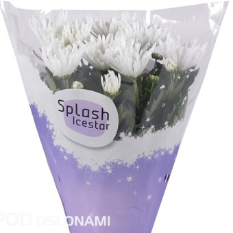 Chryzantema doniczkowa ‘Splash Icestar’ (Fides), fot. Fides 