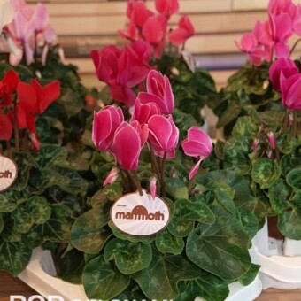 Cyklameny z nowej grupy Mamoth hodowli f. Schoneveld Breeding
