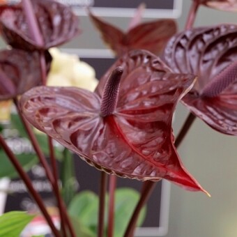 Anthuruim andreanum ‘Nero’ hodowli f. Anthura