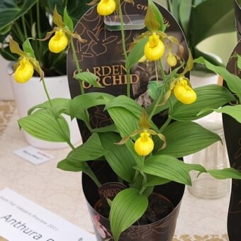 Storczyki ogrodowe (odmiany z rodzaju Cypripedium) – z oferty f. Anthura