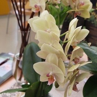 Phalaenopsis ‘Anthura Milan’ 