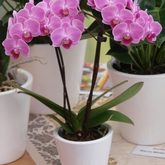 Phalaenopsis ‘Anthura Vienna’ (spoza listy zgłoszonych nowości)