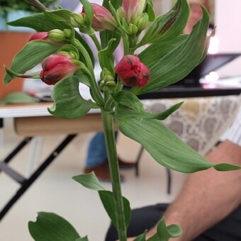 Alstroemeria ‘Rome’ ma bardzo mocne pędy