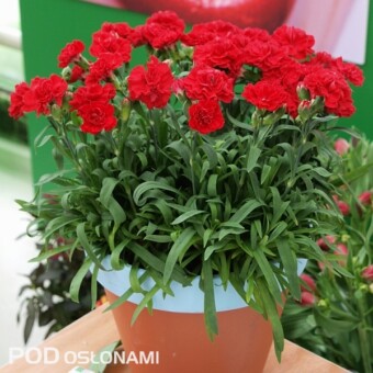 ‘Red Bull’ – nowa odmiana goździka, z grupy Sunflor