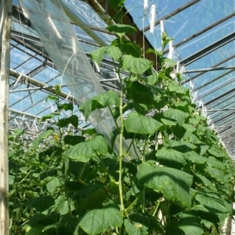 Roślina prowadzona na jeden pęd, pod rynną widoczna foliowa, ukośna osłona zabezpieczająca przed kapaniem wody na rośliny