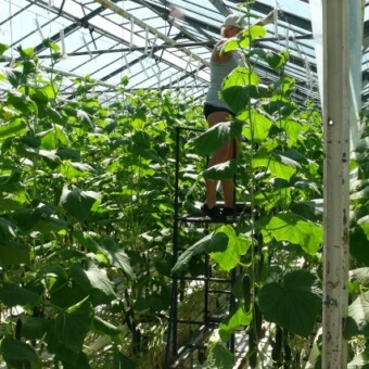 Prace pielęgnacyjne w górnych partiach roślin