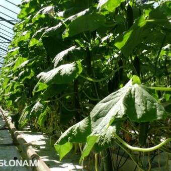 Rośliny przed oberwaniem liści z dolnych partii..