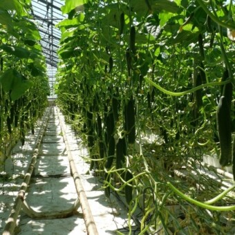 ... i po usunięciu blaszek liściowych (ogonki pozostawia się)