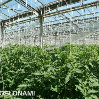 Pomidory odmiany Admiro F1, nad roślinami widoczne foliowe osłony, którymi ścieka woda kapiąca z rynien