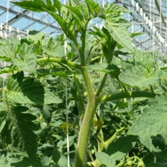 Wierzchołek rośliny w słoneczny dzień (początek maja)