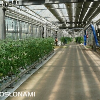 Również w łączniku posadzono pomidory - głównie odmiany drobnoowocowe