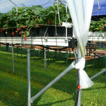 Na zakończeniu rzędów konstrukcja jest wzmocniona metalową poprzeczką