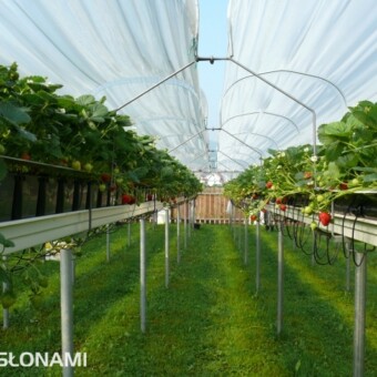 Odstępy pomiędzy daszkami umożliwiają odpływ wody opadowej, zapewniają także dobrą cyrkulację powietrza między roślinami