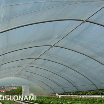 Uprawa prowadzona jest również w tunelu z podnoszonymi ścianami bocznymi