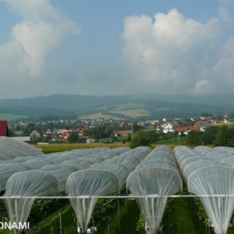 Truskawkowa "zadaszona" plantacja w Rabie Wyżnej 