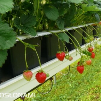 'Vima Rina' - odmiana powtarzająca owocowanie, fot. 1-15 A. Wize