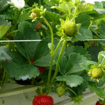 'Monterey' - odmiana powtarzająca owocowanie