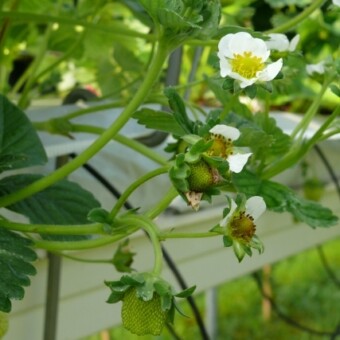 Powtarzająca owocowanie odmiana 'San Andreas'