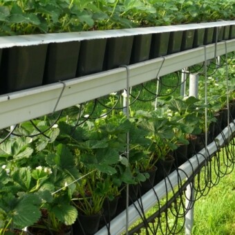 'Viktoriana' - późna odmiana, dojrzewająca około tygodnia po 'Elsancie'