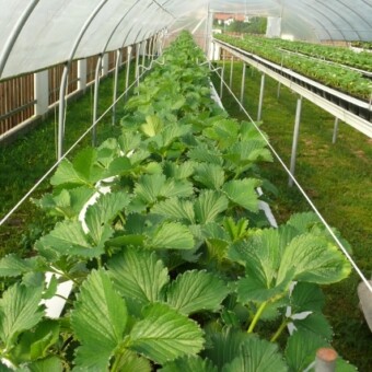 Truskawki na rynnach uprawiane były m.in. w tunelu z podnoszonymi ścianami bocznymi