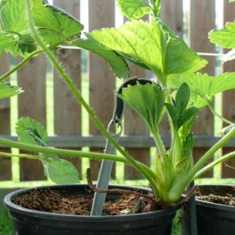 Część roślin uprawiano w doniczkach, pożywka jest doprowadzana kroplownikami z kompensację ciśnienia