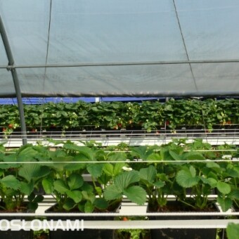 Na pierwszym planie truskawki w tunelu z rolowaną ścianą boczną, z tyłu widoczna uprawa pod daszkami