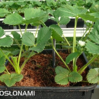 W dużych donicach sadzono po 4 rośliny