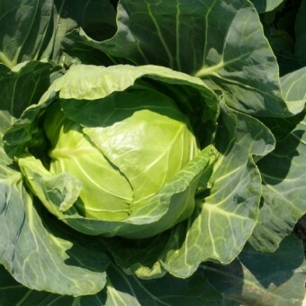 Mirror F1, fot. 1-8 A. Wize