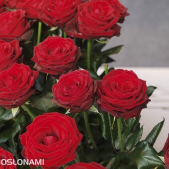 Red Desire, fot. 3,4 A. Cecot