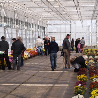 W tym gospodarstwie pokazano głównie doniczkowe odmiany chryzantem