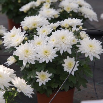 Oliviera, fot. 1-13 A. Cecot