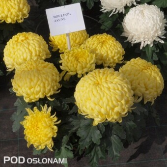 Bouldor Jaune