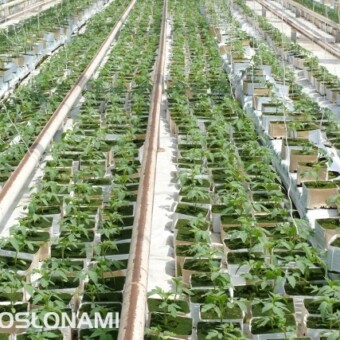 Rozsada pomidorów produkowana latem ma bardzo dobre warunki świetlne, fot. 1-9 A. Wize