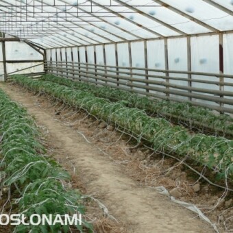 Pomidory posadzone po zakończeniu uprawy ogórków - uprawa tunelowa, okolice Nowego Sącza