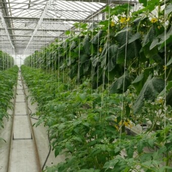 Podsadzanie - młode rośliny pomidora rosną obok ogórków z kończącego się cyklu produkcji