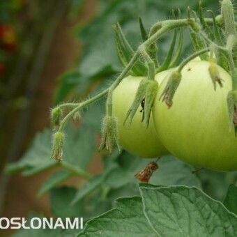 Latem w tunelowej uprawie zdarzają się problemy z zawiązywaniem owoców