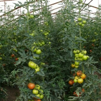 Nadmierne obciążenie dolnych gron skutkuje osłabieniem wierzchołka roślin