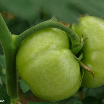 Szara pleśń "widmowa" na owocach w uprawie tunelowej