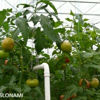 Ogrzewanie wegetacyjne przez osuszanie roślin i zapewnienie ciepłych nocy pomaga zapobiegać objawom szarej pleśni - szklarniowa uprawa jesienna, Łotwa